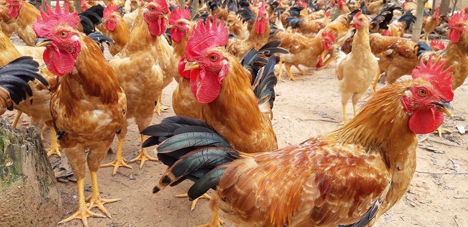 Đặc điểm ngoại hình và khả năng sản xuất của gà Ri  CHĂN NUÔI VIỆT NAM