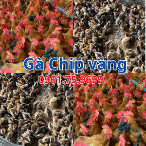 Gà chip vàng tàu