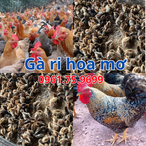 Giống gà ri hoa mơ Tiên Yên